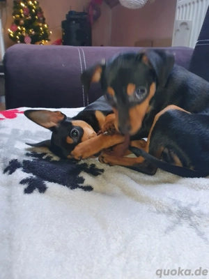 Pinscherwelpen Bild 2
