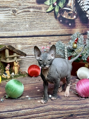 Süße Don Sphynx Kätzchen mit Schnurrhaaren