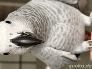 Wunderschöner, junger, handzahmer Kongo Graupapagei