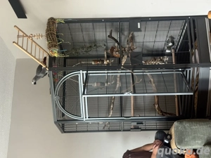 Wunderschöner, junger, handzahmer Kongo Graupapagei Bild 5