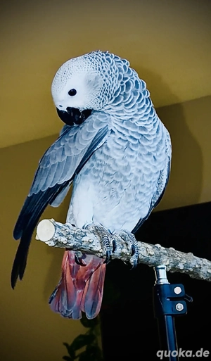 Wunderschöner, junger, handzahmer Kongo Graupapagei Bild 4