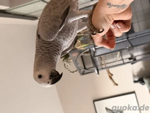 Wunderschöner, junger, handzahmer Kongo Graupapagei Bild 2