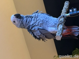 Wunderschöner, junger, handzahmer Kongo Graupapagei Bild 3