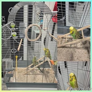 Wellensittiche männlich und weiblich ca 6 Monate alt