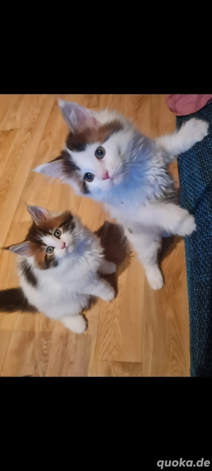 Maine coon Baby katzen