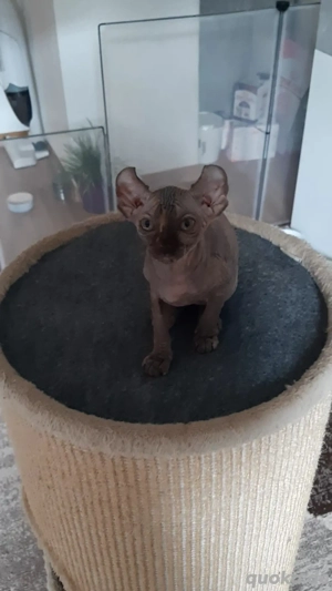 Sphynx Elf Katzen Baby 