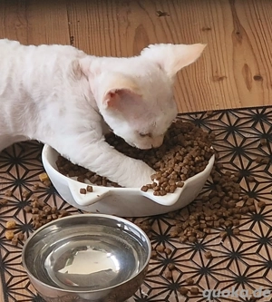 Devon Rex, Kater  , 3 Monate