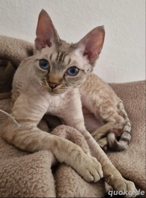 Devon Rex, Kater  , 3 Monate