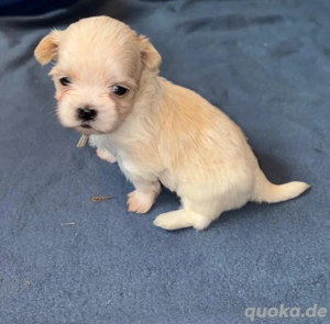 2 shih-tzu welpen 