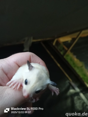 Sugar Glider Weibchen Jungtier 