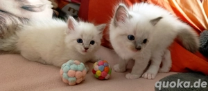 Heilige Birma Lilac point tabby