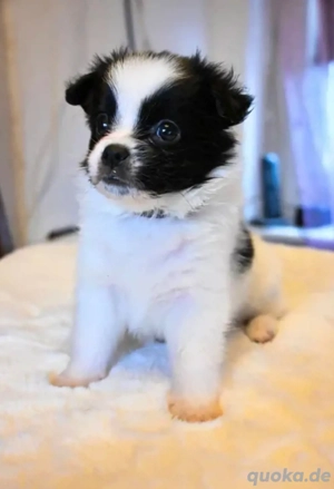 Mischlingswelpe sucht ab sofort ein liebvolles zuhause 