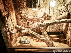 Bartagame ink. Terrarium 