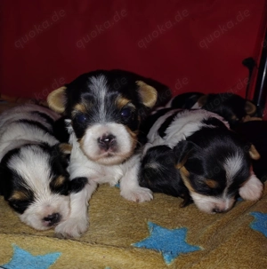 Nur noch 2 süße Biewer Yorkshire 1 Bub und 1 Mädchen.