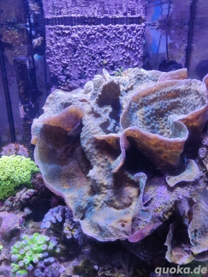 Korallenableger günstig abzugeben 