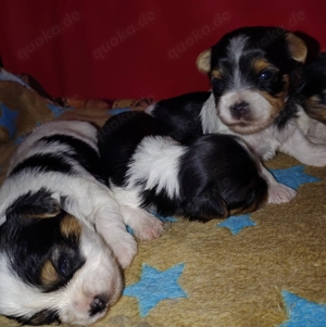 Nur noch 2 süße Biewer Yorkshire 1 Bub und 1 Mädchen.