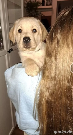 Labrador Mischling Welpen 