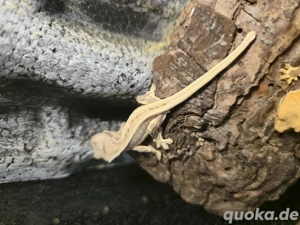 lilly W unbestimmt Kronengecko