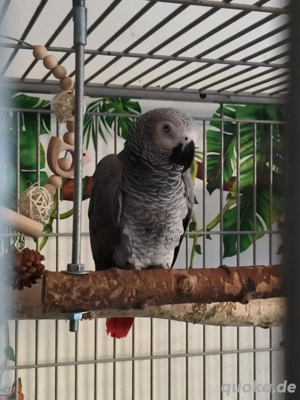 Graupapagei ( Suche)