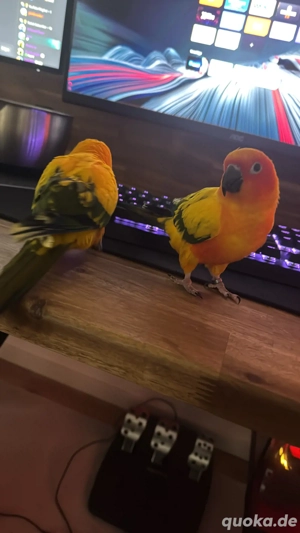 Super Handzahme Sonnensittich Paar abzugeben