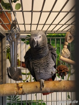Graupapagei 