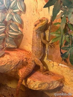 Verkaufe Bartagame Dringend