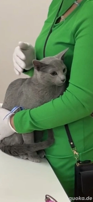 Abgabebereit!Reinrassige Russisch Blau Kitten mit Stammbaum Bild 9