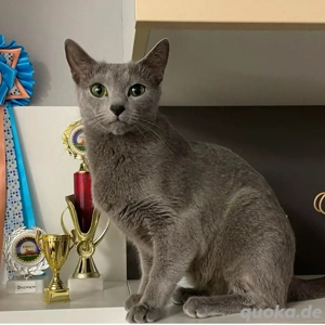 Reinrassige Russisch Blau Kitten mit Stammbaum