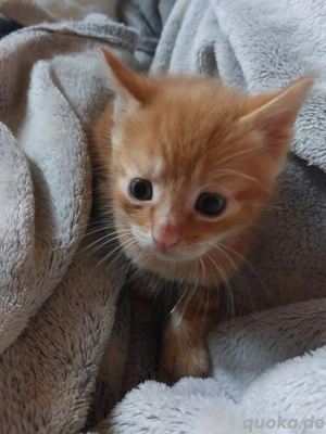 Maine Coon BKH Mix Kater 