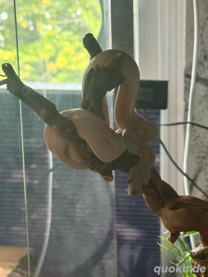  boa comstrictor imperator