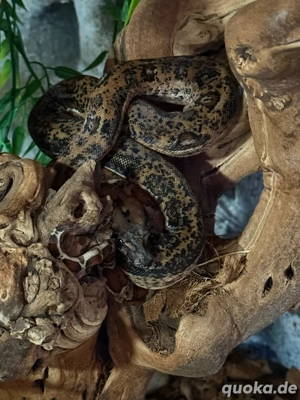 boa constrictor imperator