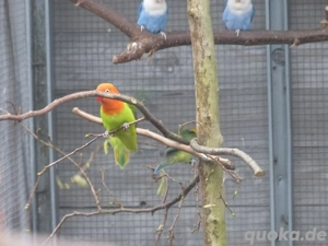 Junge Pfirsichköpfchen abzugeben