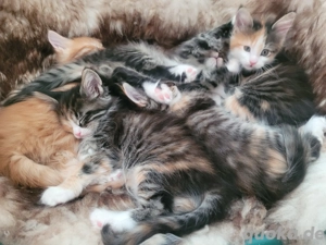 Xxl Norweger  Cooni Mixe