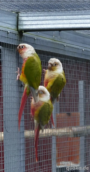 Zuchtpaar Gelbseitensittiche mit Jungtier abzugeben