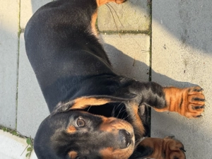 Dackel jung rüde und Weibchen 