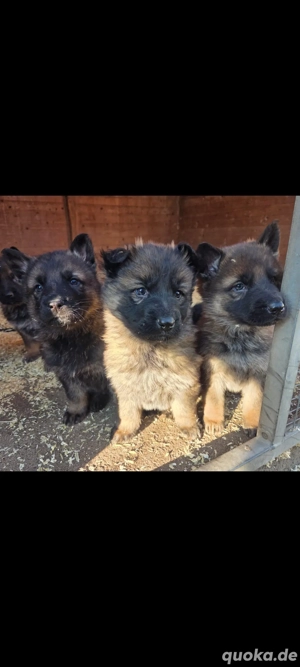 Verkaufe Deutsche Schäferhund Welpen 