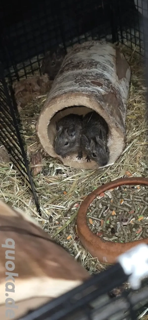 2 Degu Buben abzugeben Bild 4
