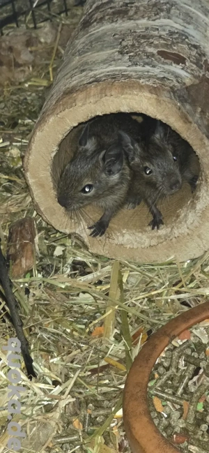 2 Degu Buben abzugeben Bild 3