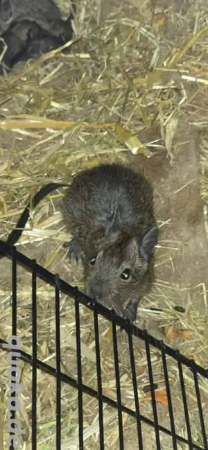 2 Degu Buben abzugeben Bild 5