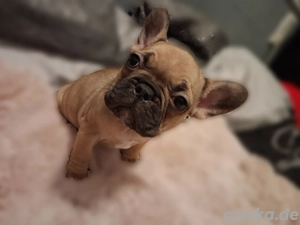 Französische Bulldoggen Welpen 
