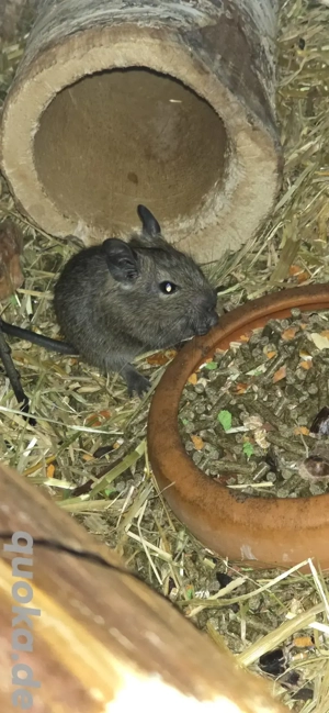 2 Degu Buben abzugeben Bild 8