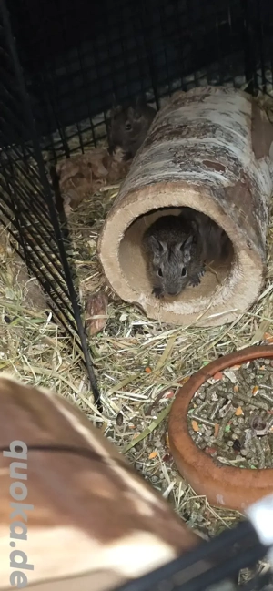 2 Degu Buben abzugeben Bild 6