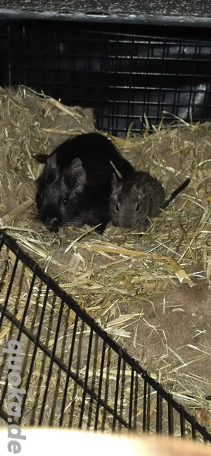 2 Degu Buben abzugeben Bild 7