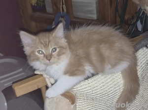 Mix-Kitten (Perser- Main coon)