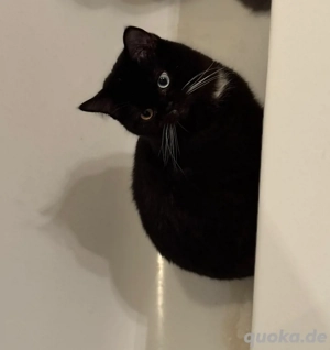 BKH Kater Schwarz