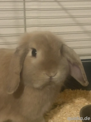 Löwchen x Minilop Zwergkaninchen