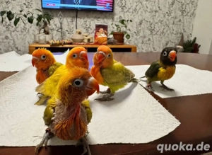 handaufgezogener Papagei