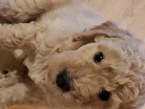 Labradooddle Goldendoodle medium