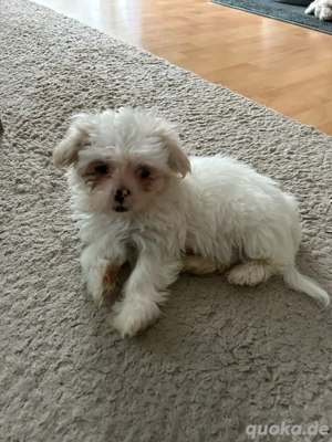 1 Shih Tzu Mix Rüde noch frei