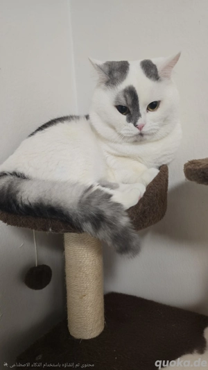 Bkh Kater sucht neues Zuhause 